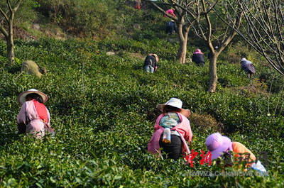 信陽市浉河區碧源茶葉:以誠為本做好茶(圖)