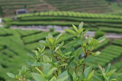 溫州早茶探秘之旅入選省十大茶旅精品線路 海量圖