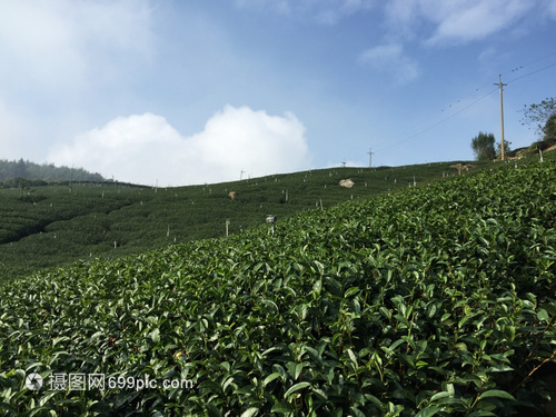 美麗的新綠色茶葉種植園高原的茶葉種植園