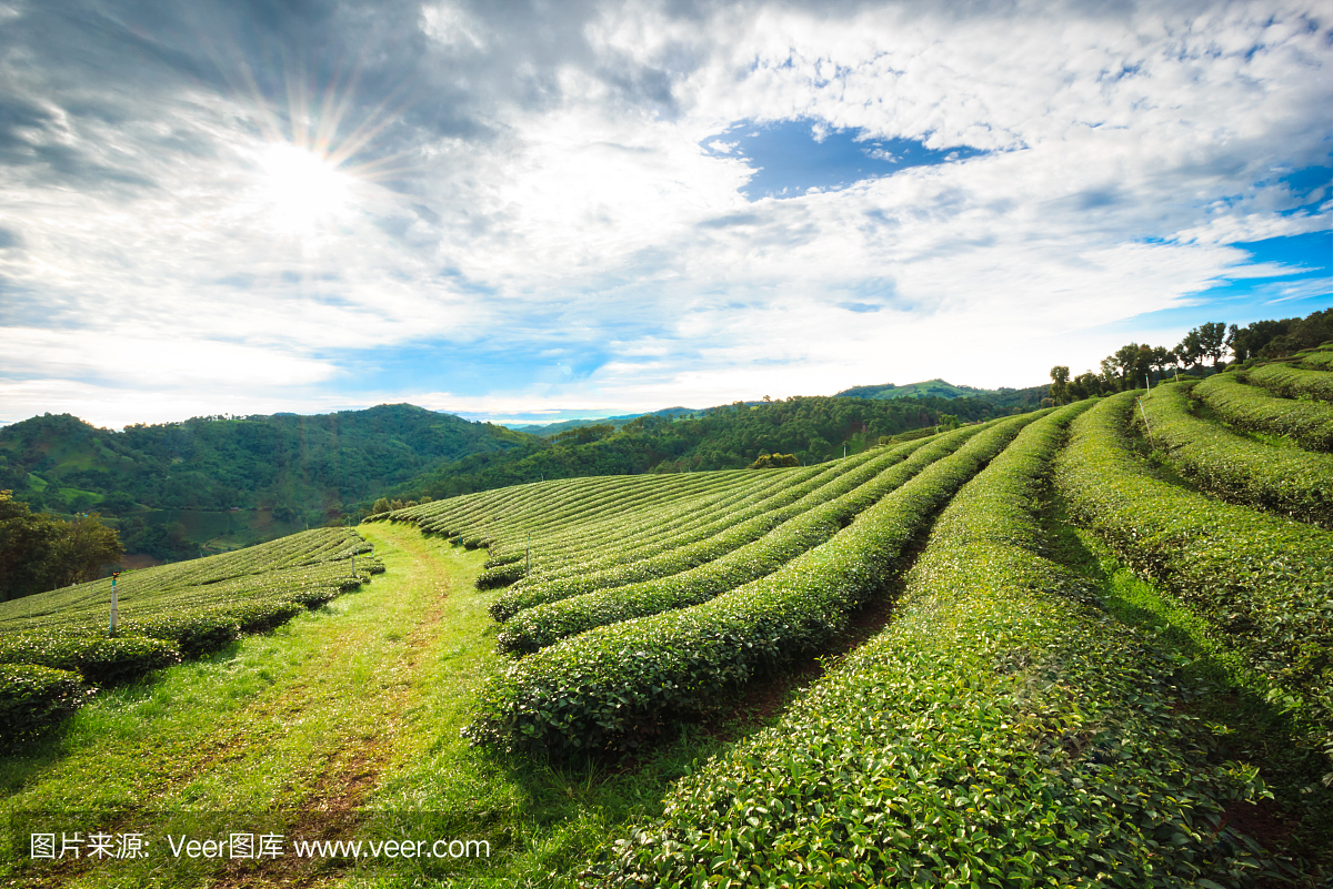 茶葉種植園字段