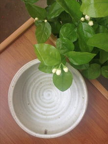 招個靠譜孩子 各種傳統文化 茶 水為主