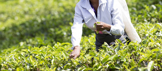 選取器采摘茶葉