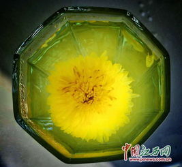 品修江源皇菊 網媒記者們來了場菊花茶攝影比賽