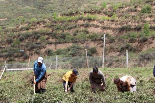澤氏馬茶藏茶種植基地正式投入運營 從源頭把控產品質量