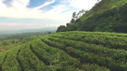 綠茶葉種植園的鳥瞰圖