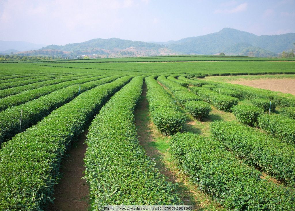 茶葉種植園圖片
