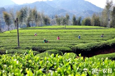 麗水農師引種茶葉 帶民抱團發展茶產業