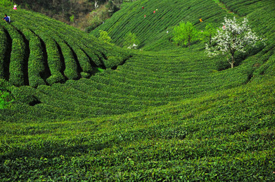 雷山縣茶葉產業“提速換檔” - 茶聯網