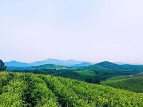 聽見 第一書記在咱村 片片綠茶助力金色脫貧夢