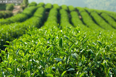 茶葉高清照片 茶樹圖片