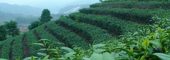 六堡茶園