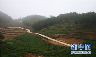 貴州紫云 茶園里守望 小康夢