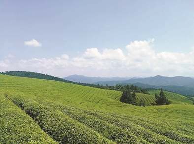 如何提高小產區茶園機械化種植加工水平?