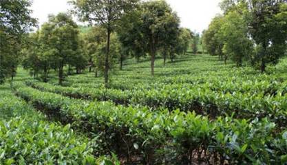 普洱茶,古樹茶,你會區別嗎?