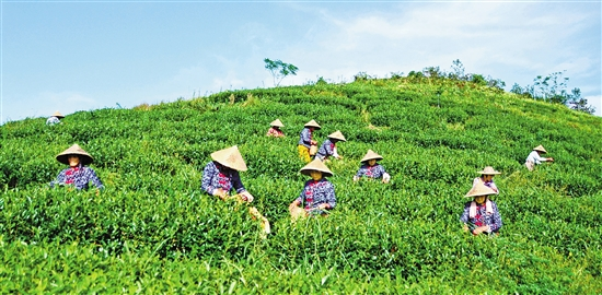 玉環火山茶 迎來采摘季