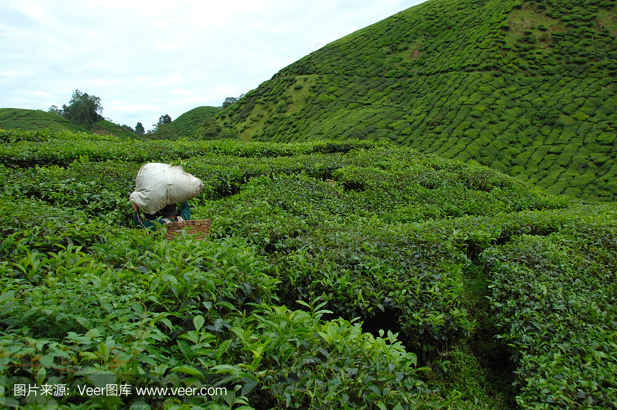 茶收獲