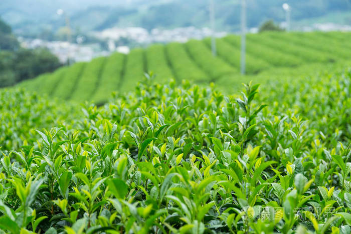 茶葉種植園農場