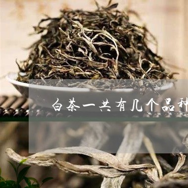白茶一共有幾個品種點頭-白茶點頭料適合收藏嗎