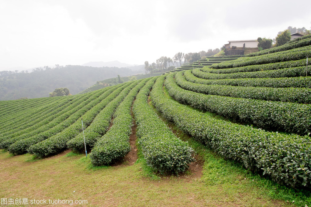 綠茶葉種植園景觀
