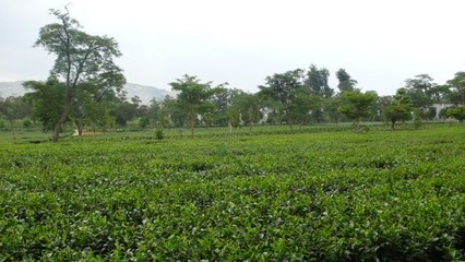 英玖紅茶葉加工廠及種植基地考察行