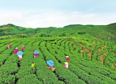 港南區木格鎮大力發展富硒生態茶種植