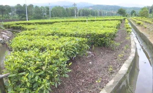扶貧工作隊幫姚河村種植茶葉脫貧
