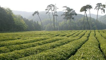 實施耕地質(zhì)量提升三年行動計劃 打造蒲江有機農(nóng)產(chǎn)品生產(chǎn)基地--三年之內(nèi)輻射推廣土壤培育25萬畝覆蓋獼猴桃、柑橘、茶葉三大主導產(chǎn)業(yè)成片種植區(qū)
