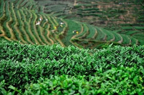 茶源地理 安溪 比回歸傳統(tǒng)更重要的,是回歸一顆敬畏的心