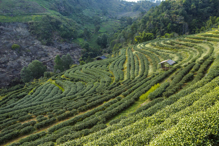 泰國綠茶種植園