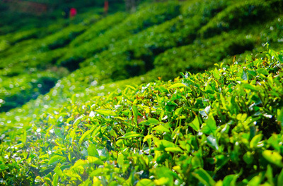 綠色茶園山,中國南方