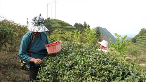 丹寨茶園層層浪 春茶開采茶農(nóng)忙