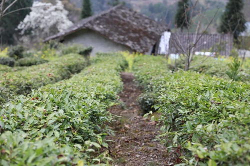 瀘定縣雪域紫雅茶葉助群眾致富奔康