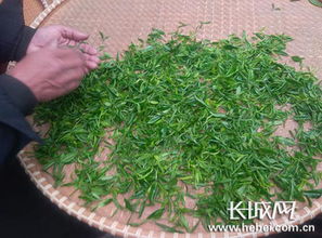 世界首例無土栽培茶葉在河北茶園種植試驗成功