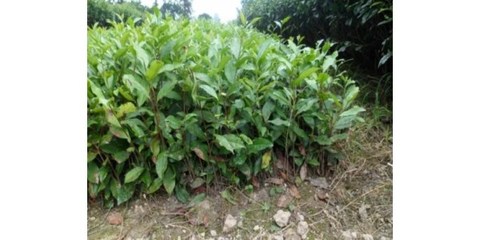 怎么種植茶葉/特色農產品交易