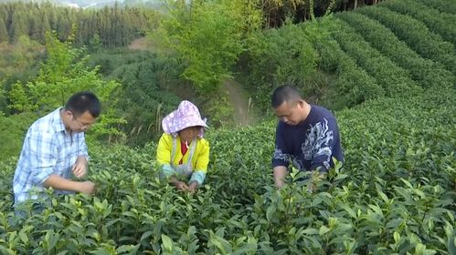 張連貴 回鄉種茶帶領群眾走上產業增收路