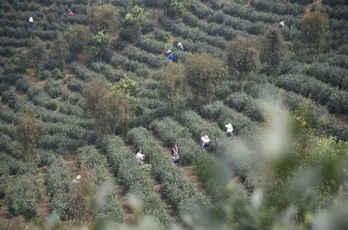普安縣江西坡鎮 茶產業帶動農戶增收
