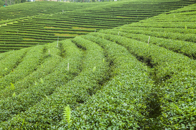 茶葉自然圖片-茶葉自然素材-茶葉自然插畫