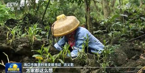 央視 新聞聯播 聚焦海口施茶村 因地制宜謀發展 石頭村 變身富裕村