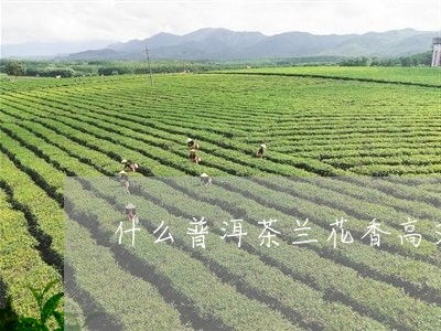 蘭花香很濃的普洱茶有哪些