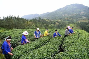 三江的這位扶貧隊員讓侗族大歌飄滿侗寨,連新...