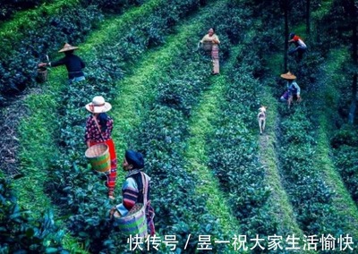 緬北皎梅茶園好茶無人收,背后的原因很心酸