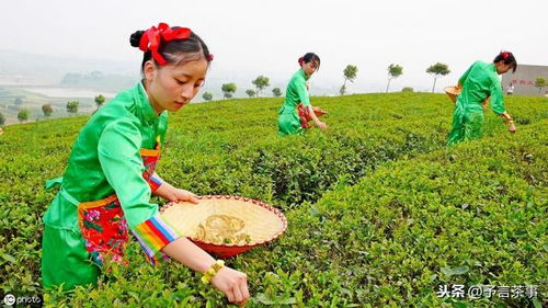 我國古代茶葉種植是如何發展的 有哪些影響因素 看完你就懂了