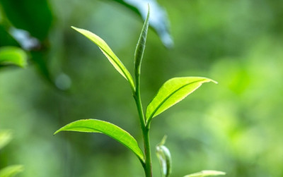 紅源牌茶業簡介