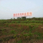 重慶傳均林業