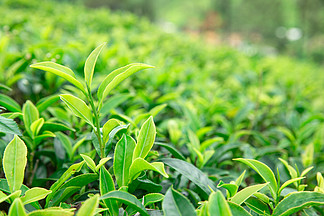 【花草茶葉】圖片免費下載_花草茶葉素材_花草茶葉
