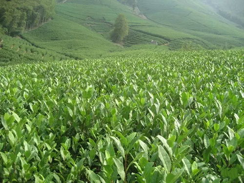 重慶特產傳說 265 云陽曾為唐朝貢茶產地 茶葉沖泡有講究