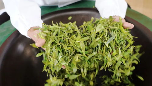 匠心傳習,神農故里茶飄香