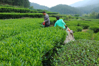20多萬元一公斤的“天價”茶葉背后,受傷的是誰?