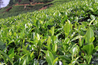 斯里蘭卡努沃勒埃利耶附近種植園的綠茶葉