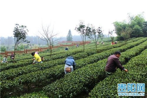 開陽縣禾豐鄉 春茶開采促增收